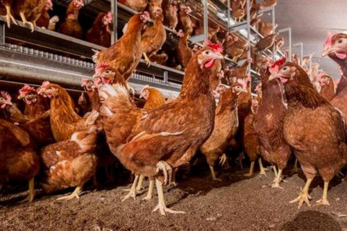 Nig&eacute;ria: Parceria com a China prevista para projeto av&iacute;cola de investimento de 900 milh&otilde;es de USD