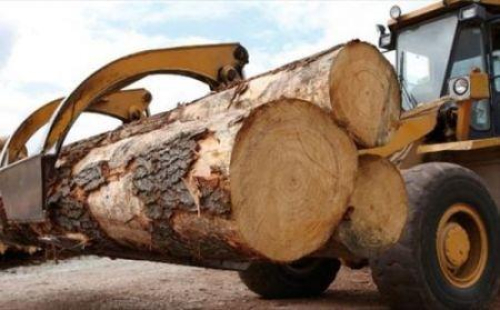 Camar&otilde;es: Queda de US$ 35,3 milh&otilde;es nas exporta&ccedil;&otilde;es de madeira no primeiro trimestre de 2025