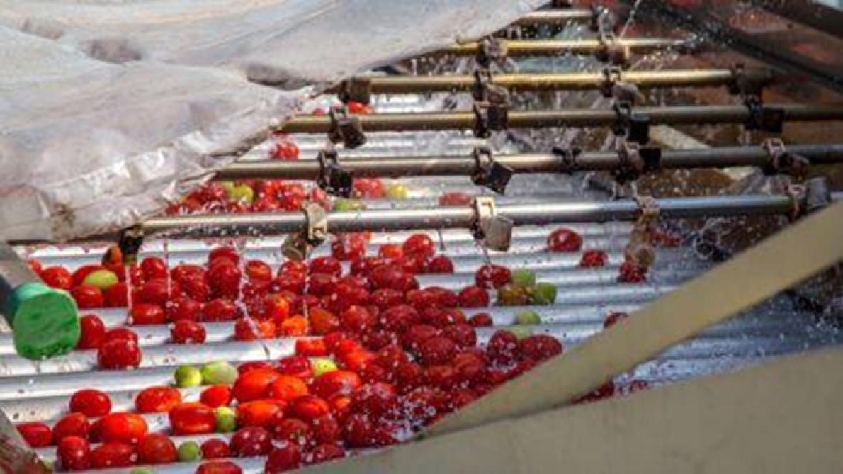 Gana: parceria p&uacute;blico-privada lan&ccedil;ada para produzir 400 000 toneladas de tomate