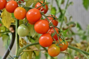 O Nig&eacute;ria lan&ccedil;a uma ofensiva contra a principal praga da cultura do tomate