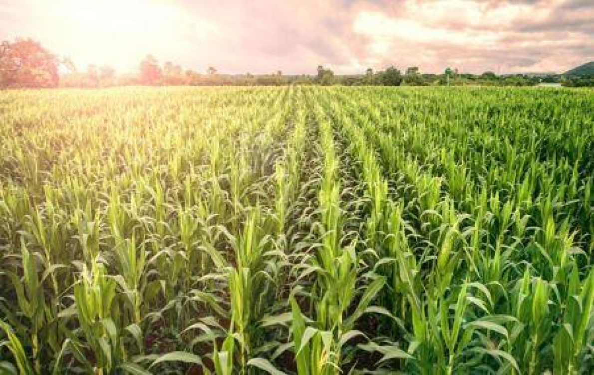 &Aacute;frica do Sul: 69.000 hectares adicionais dedicados ao milho em 2025/2026.