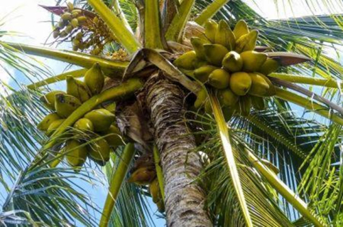 Gana pretende dobrar a &aacute;rea de cultivo de coco at&eacute; 2028