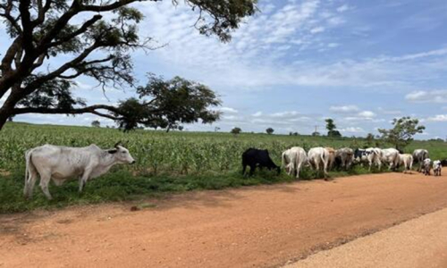 Tanz&acirc;nia autoriza a importa&ccedil;&atilde;o de produtos pecu&aacute;rios brasileiros