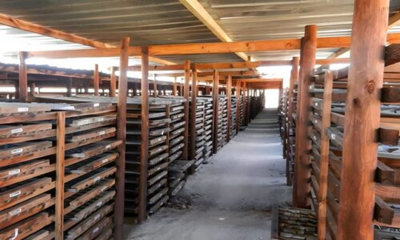 para-alem-da-namibia-a-koryx-quer-tambem-acelerar-os-seus-esforcos-no-cobre-zambiano-em-2026