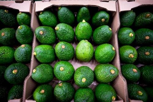 &nbsp;Ruanda mira a China para aumentar suas exporta&ccedil;&otilde;es de abacate