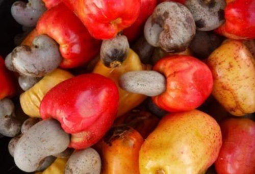 Costa do Marfim: queda de 6&nbsp;% no pre&ccedil;o m&iacute;nimo borda de campo da castanha de caju em 2026