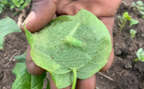 Inunda&ccedil;&otilde;es e jass&iacute;deos: desde 2023, a fileira do algod&atilde;o perde cerca de 17,5 milh&otilde;es de d&oacute;lares por ano nos Camar&otilde;es